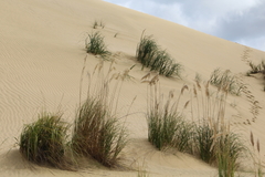 Austroderia splendens
