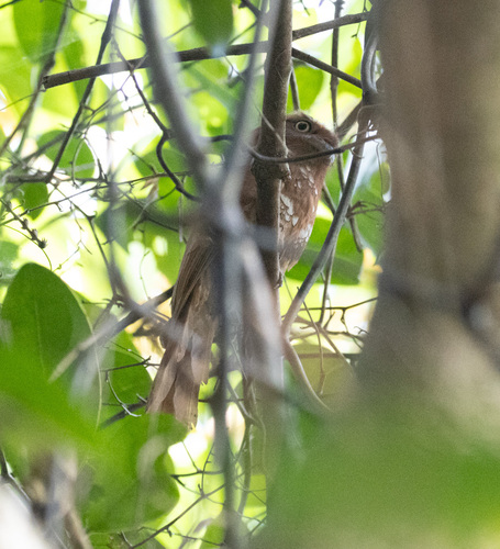 Hodgson's Frogmouth (Batrachostomus hodgsoni), photo 6