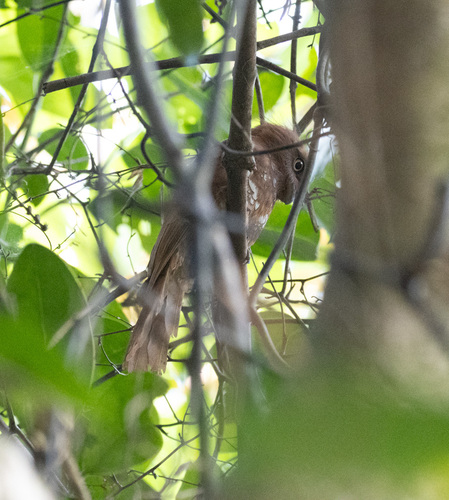 Hodgson's Frogmouth (Batrachostomus hodgsoni), photo 5