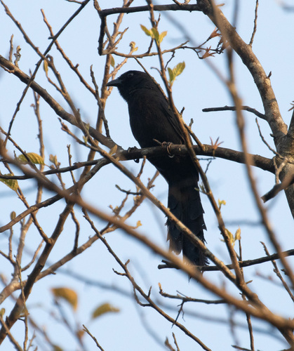 Ratchet-tailed Treepie (Temnurus temnurus), photo 2