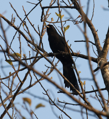 Ratchet-tailed Treepie (Temnurus temnurus), photo 3