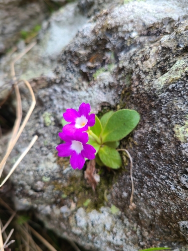 Villous primrose (Primula villosa)