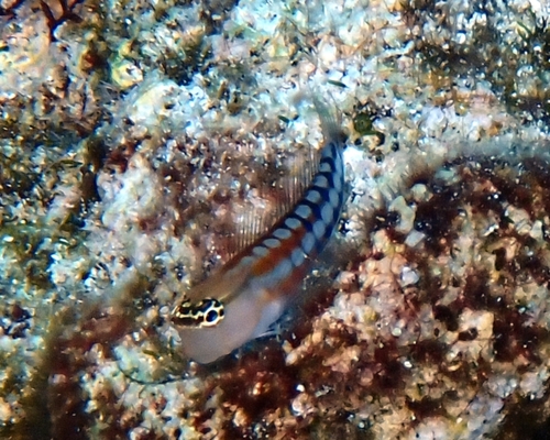 Niue blenny (Ecsenius niue) — Blenniidae — 2