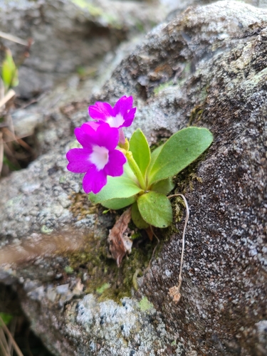 Image of Primula villosa by (c) Daniel Linzbauer, some rights reserved (CC BY)
