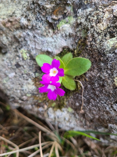 Primula villosa, photograph 2