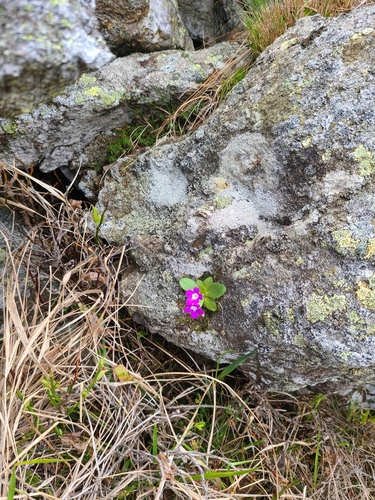 Image of Primula villosa by (c) Daniel Linzbauer, some rights reserved (CC BY)