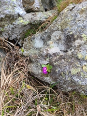 (c) Daniel Linzbauer, some rights reserved (CC BY) Primula villosa, photograph (c) Daniel Linzbauer, some rights reserved (CC BY)