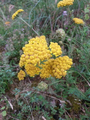 Achillea tomentosa