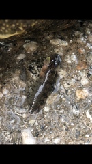 Paraclinus integripinnis