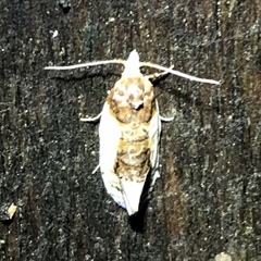 Henricus edwardsiana