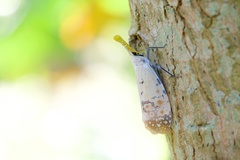 Pyrops watanabei
