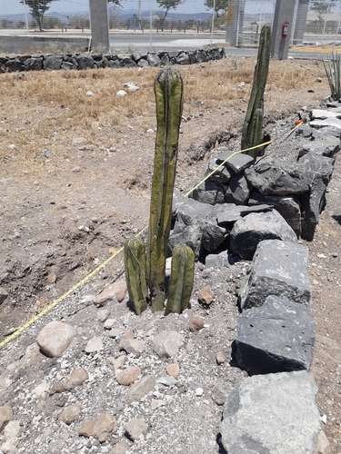 Image of Baby saguaros without arms by (c) Aarón Misael Carpio Dávila, some rights reserved (CC BY)