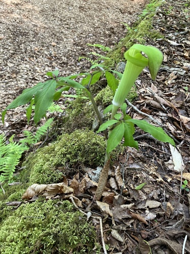 Arisaema planilaminum iNat (3)