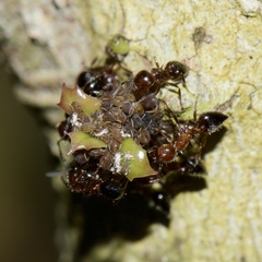 Crematogaster pilosa