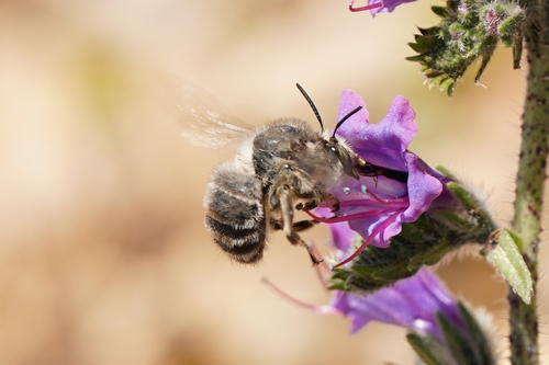 Anthophore à pattes rousses