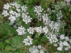 Chaerophyllum temulum