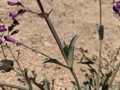 Penstemon patens
