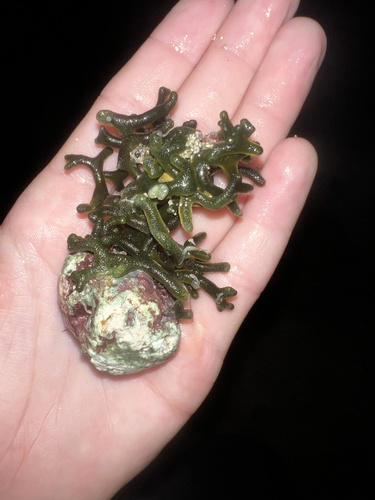 Codium edule observed 2024-05-21