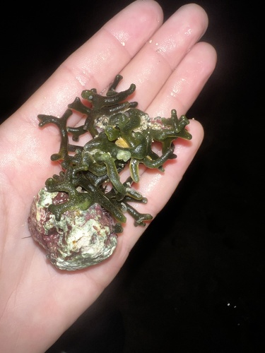 Codium edule