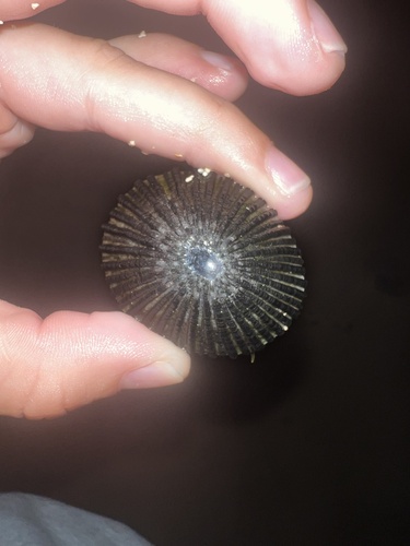 Cellana sandwicensis observed 2024-05-21