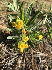 Lithospermum californicum