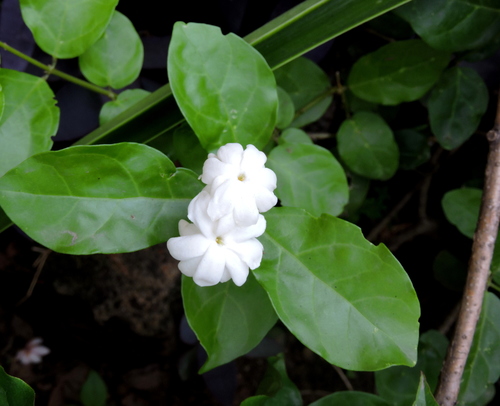 Arabian Jasmine