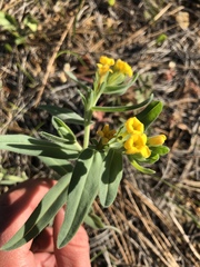 Lithospermum californicum