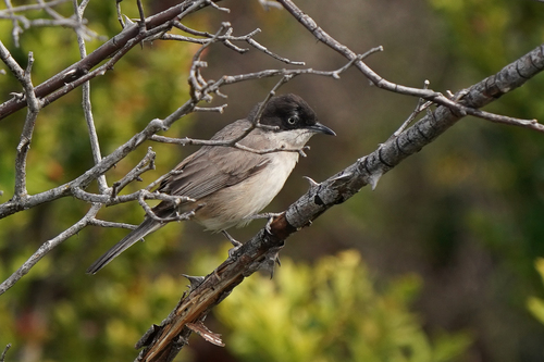Curruca mirlona occidental (Curruca hortensis)