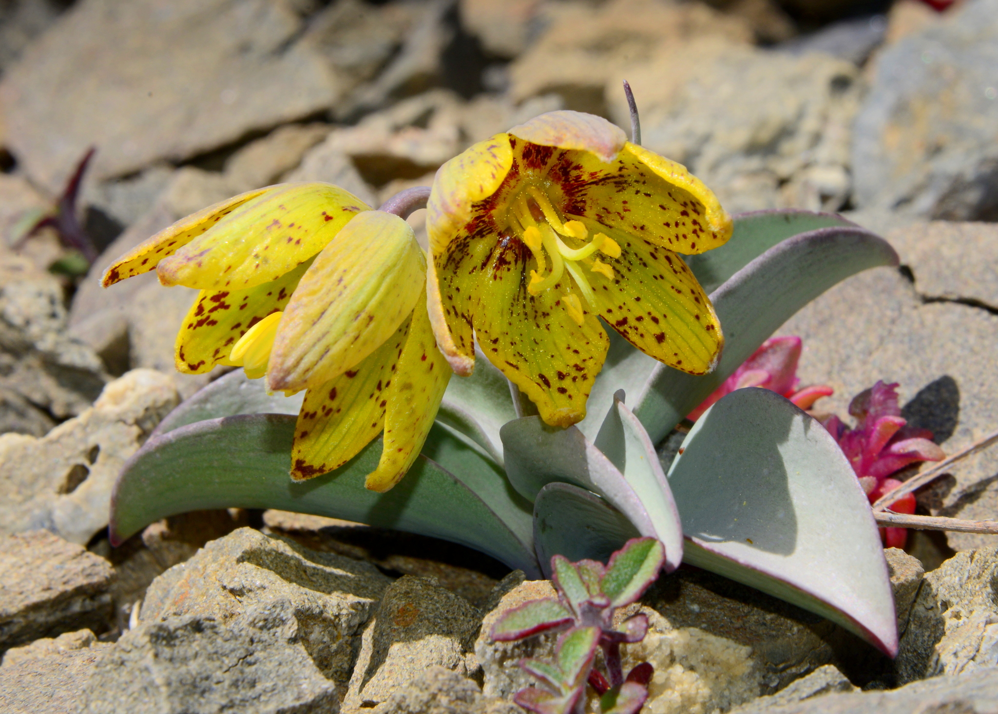 Fritillaria glauca