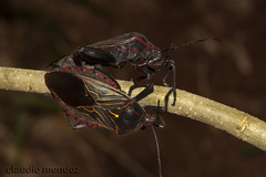 Pachylis pharaonis