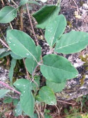 Lonicera caprifolium