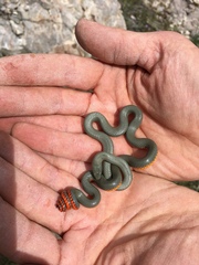 Diadophis punctatus regalis