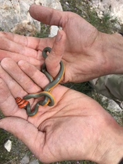 Diadophis punctatus regalis