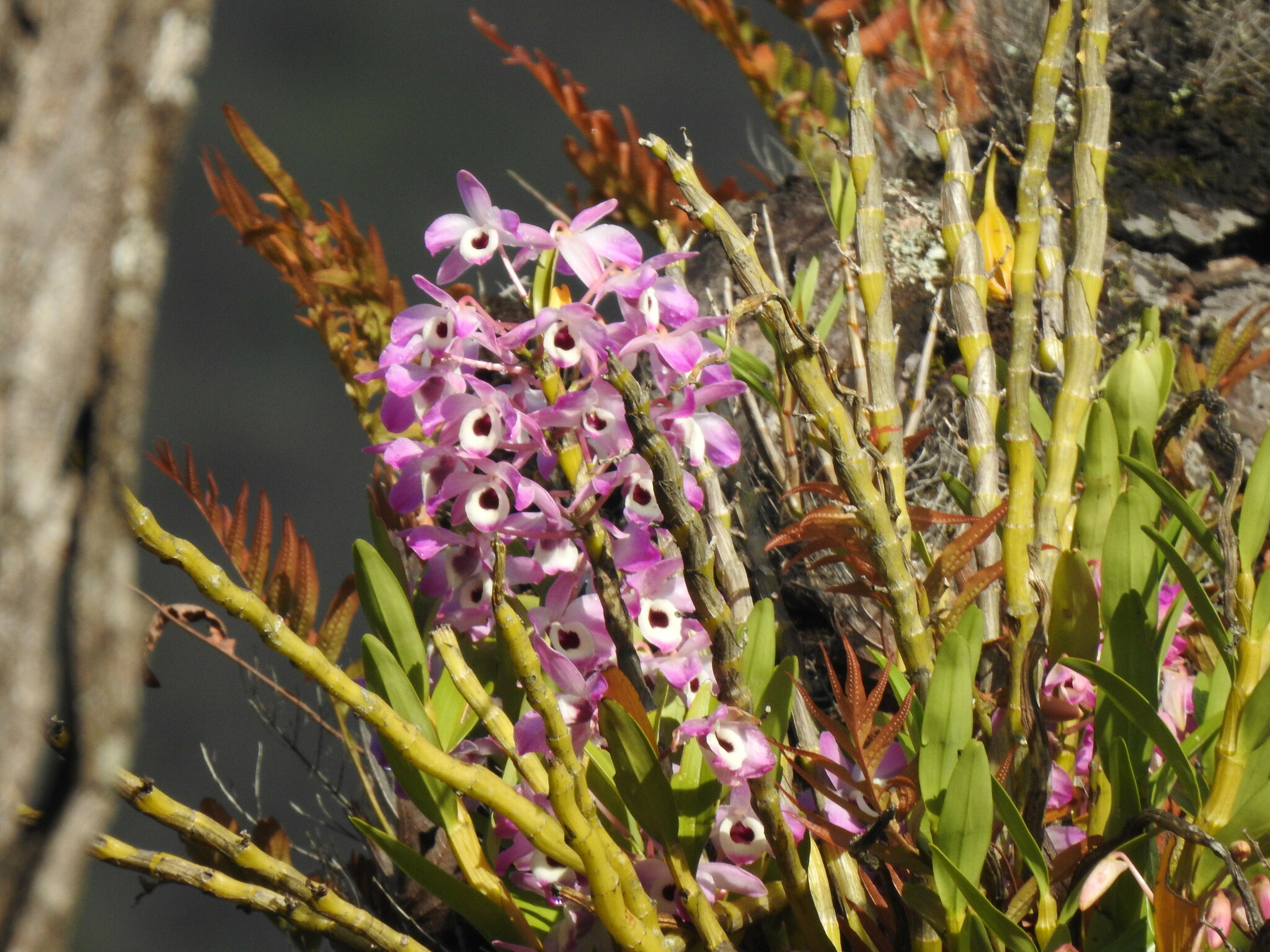 Imagem de Orquídea bambu