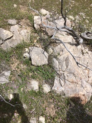 Diadophis punctatus regalis