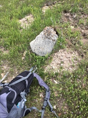 Diadophis punctatus regalis