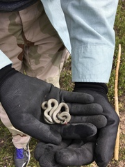 Diadophis punctatus regalis