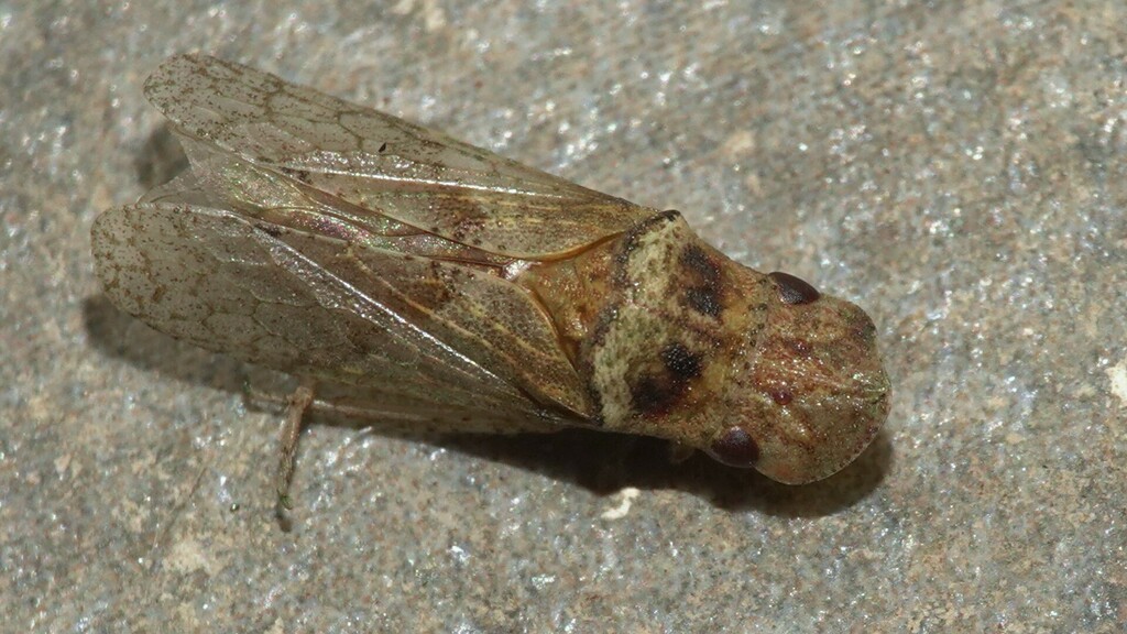 Ezrana
