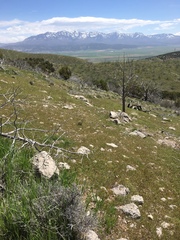 Diadophis punctatus regalis