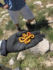 Diadophis punctatus regalis