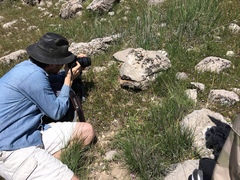 Diadophis punctatus regalis