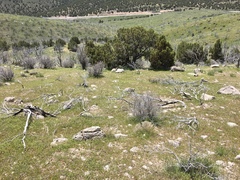 Diadophis punctatus regalis