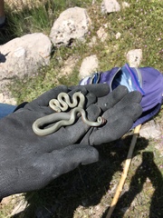 Diadophis punctatus regalis