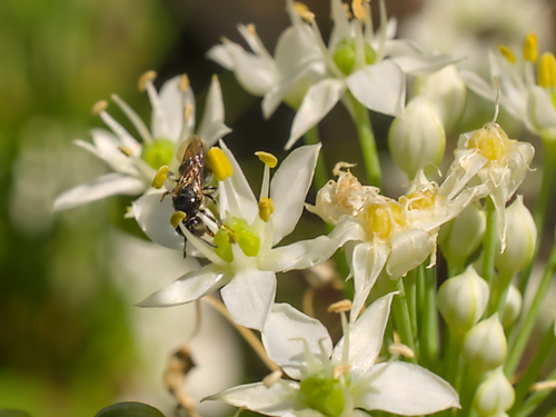 Tooth-legged Small Carpenter (Ceratina dentipes), a species recorded in Hawaii