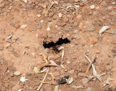 Pogonomyrmex rugosus