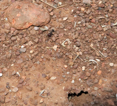 Pogonomyrmex rugosus