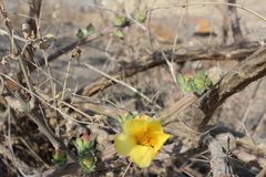 Pereskiopsis diguetii
