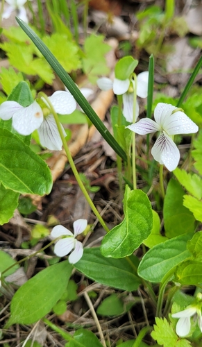 Image of Viola patrinii by (c) Pavel Smirnov, some rights reserved (CC BY)