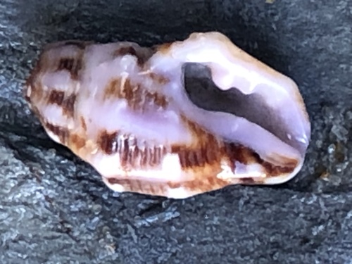 Morula biconica observed 2024-05-22