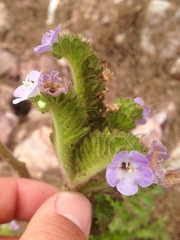 Phacelia ixodes